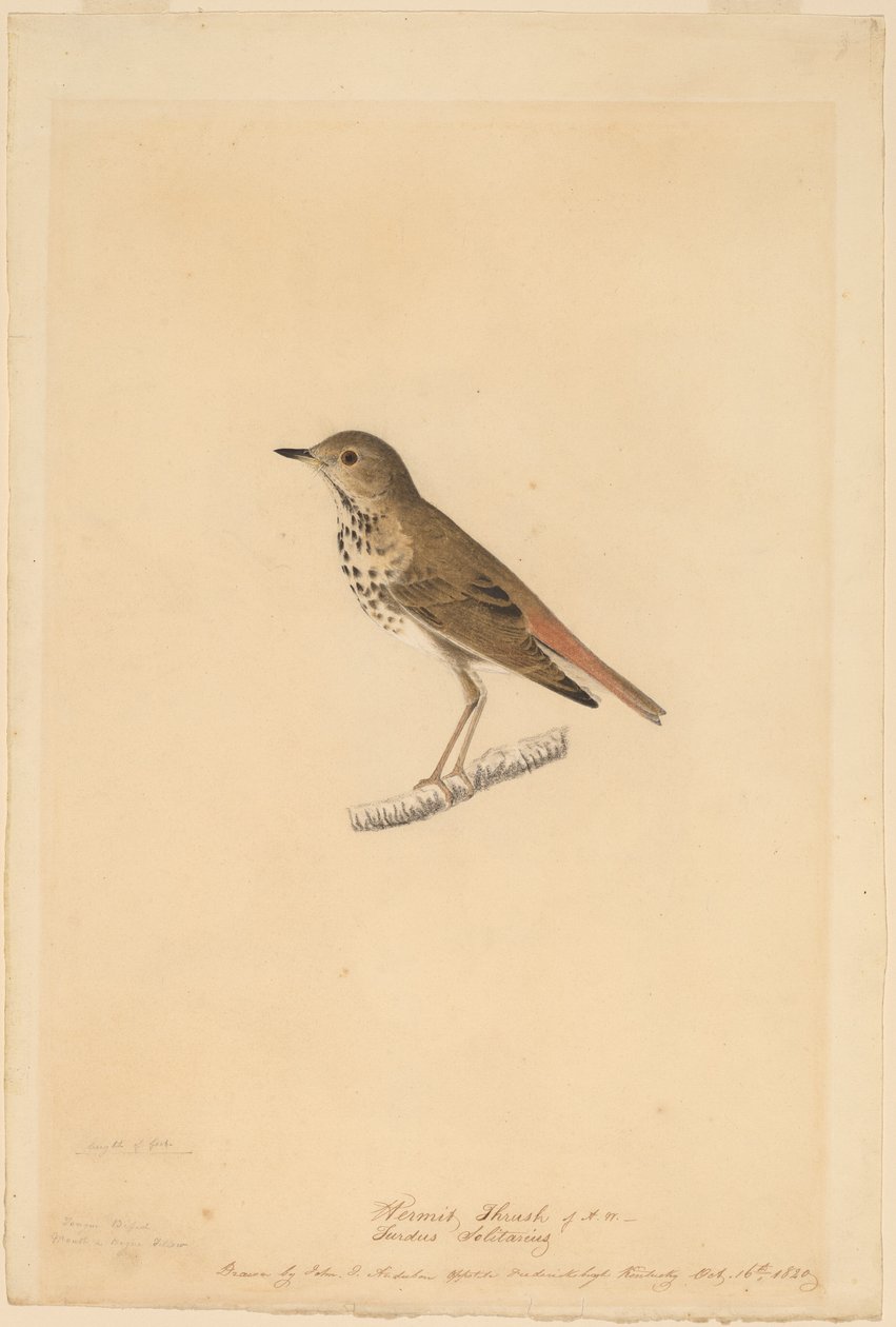 Eremittrast av John James Audubon