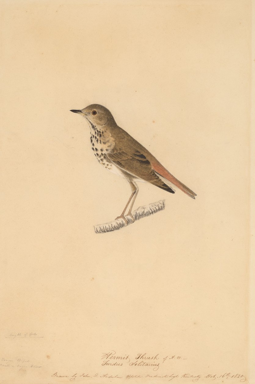 Eremittrast, 1820. av John James Audubon
