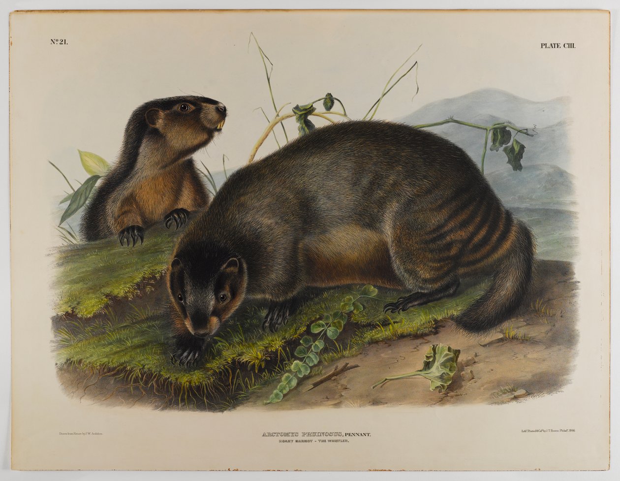 swed av John James Audubon