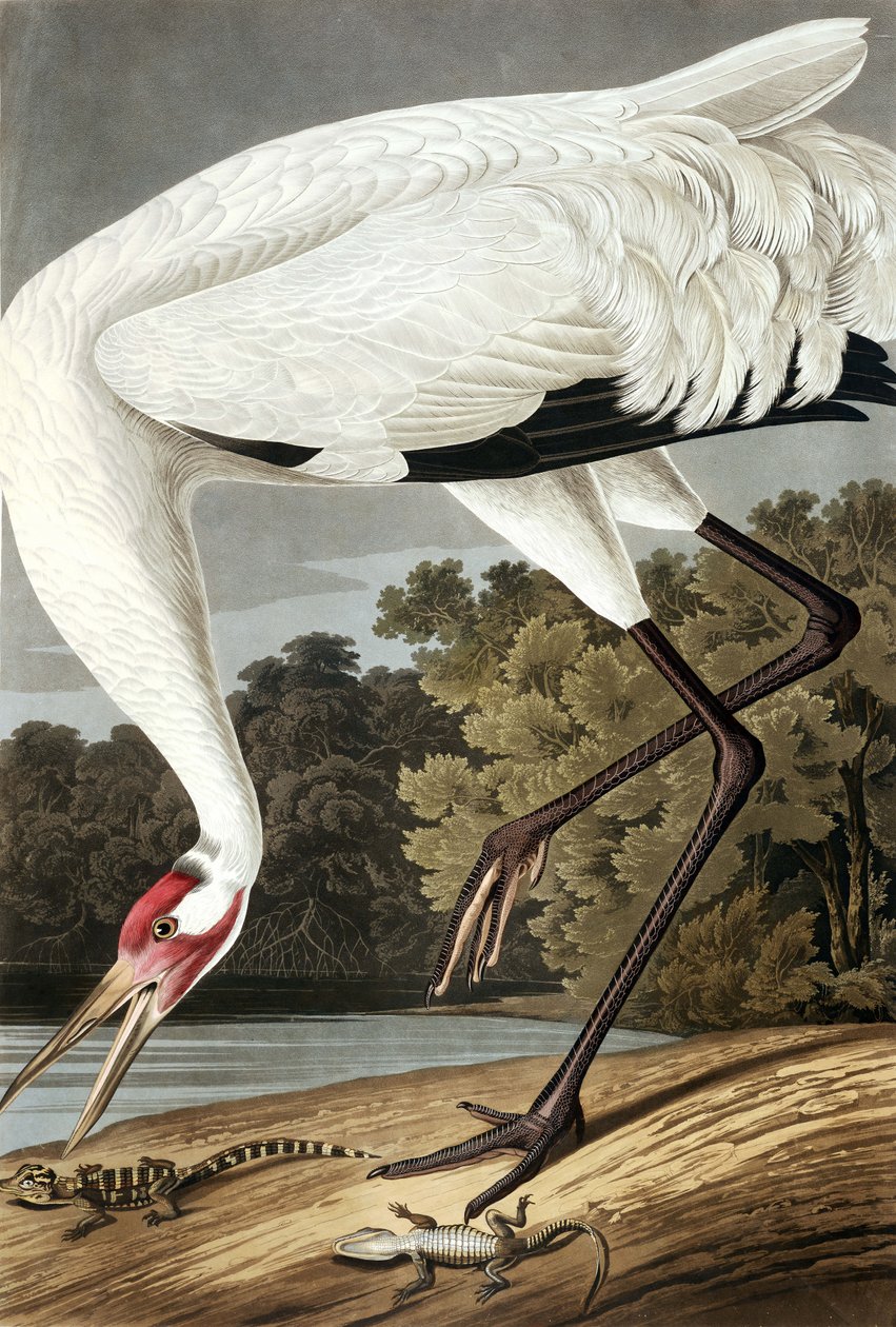 Hooping Crane, Grus Americana, från "The Birds of America" av John J. Audubon, pub. 1827-38 av John James Audubon