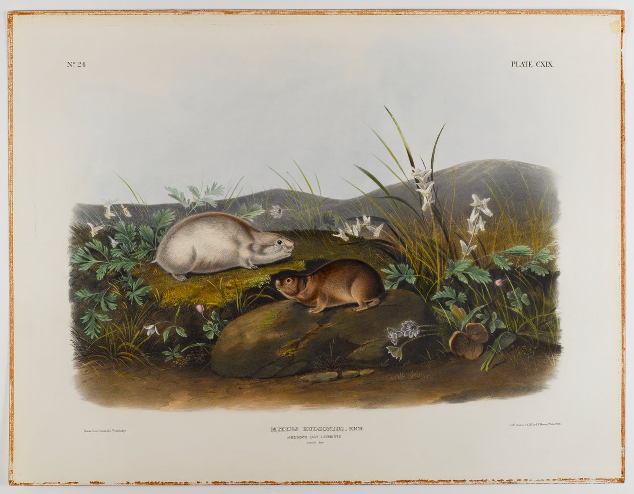 swed av John James Audubon