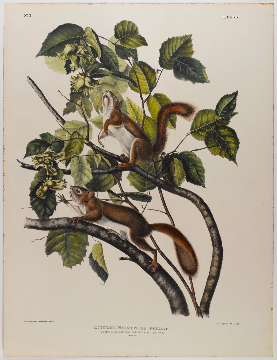swed av John James Audubon