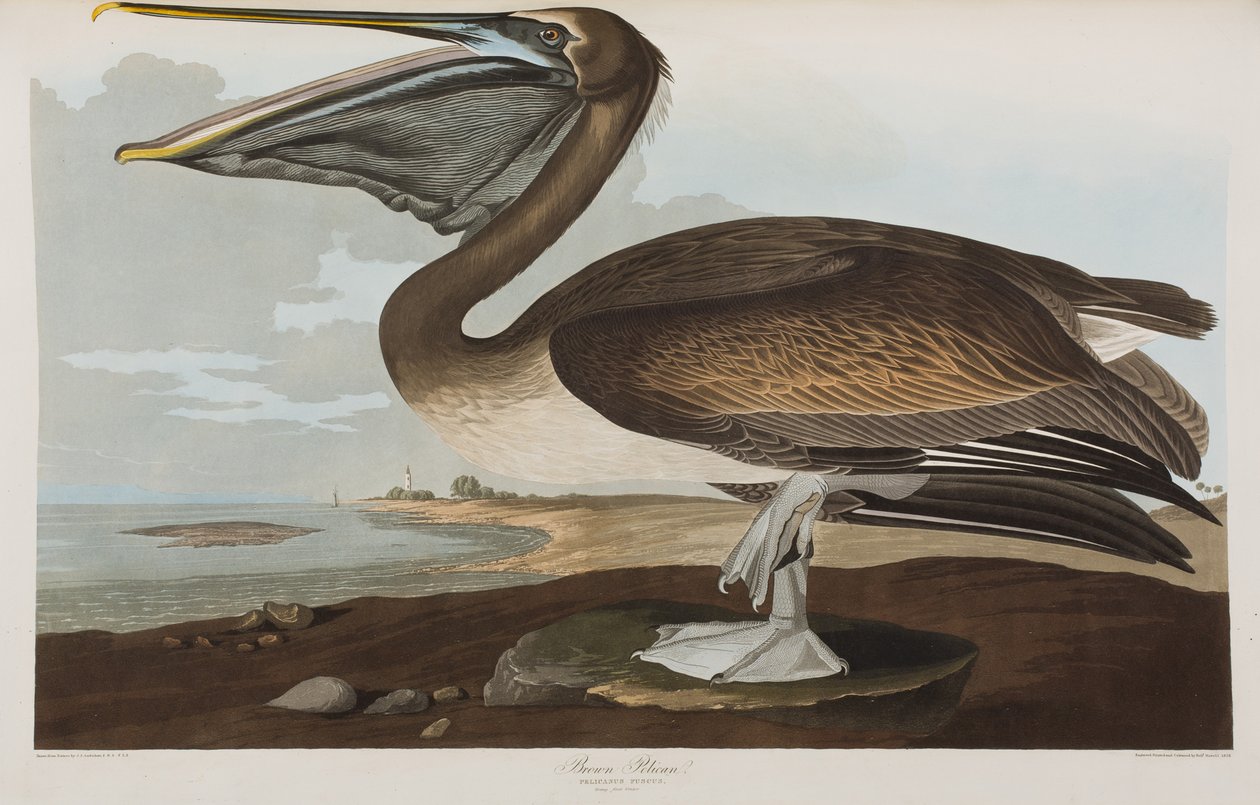 Illustration från "Birds of America" av John James Audubon