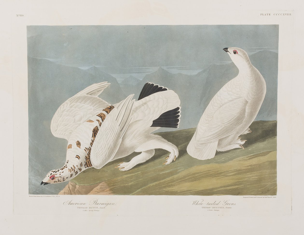 Illustration från "Birds of America" av John James Audubon