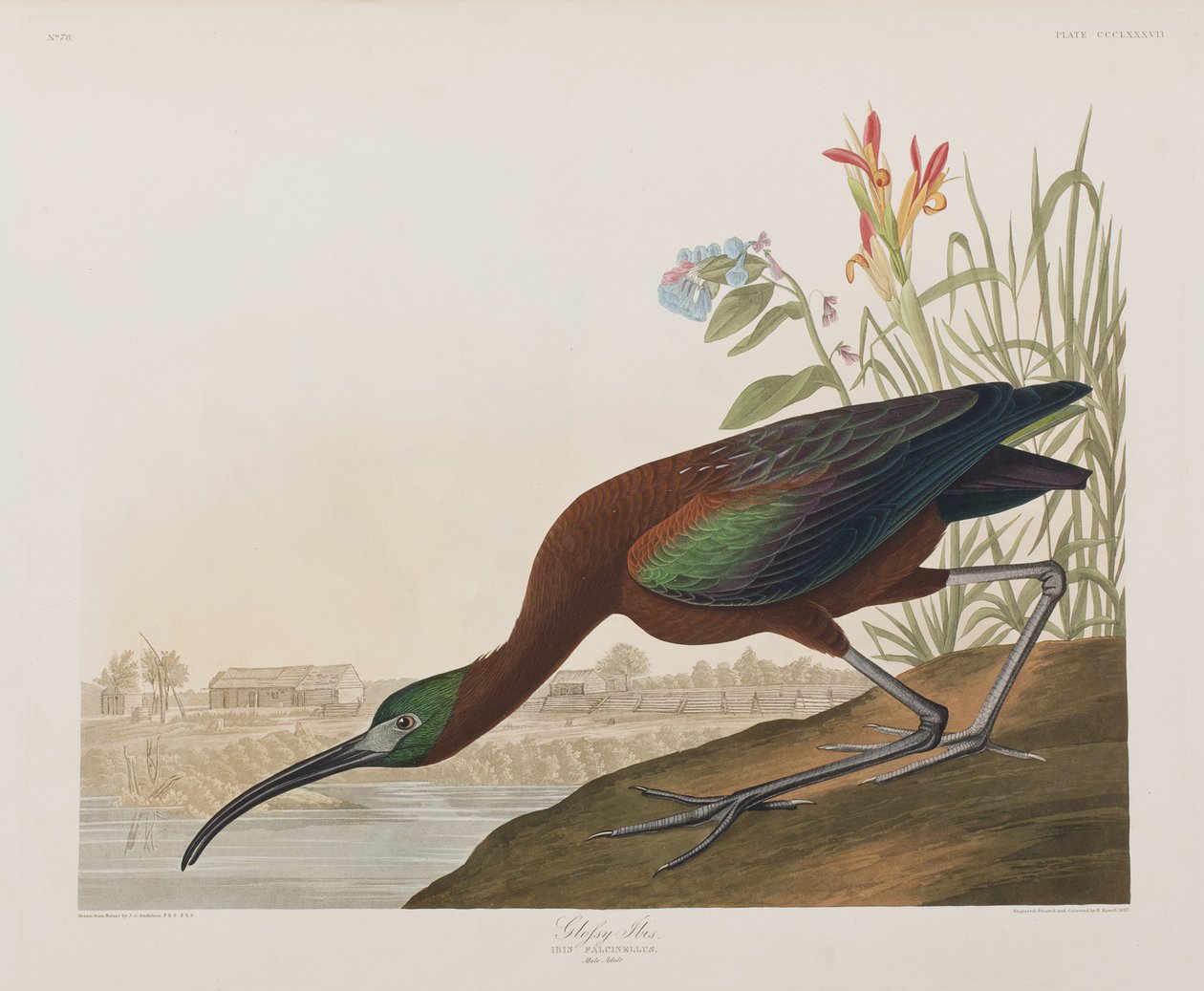 Illustration från "Birds of America" av John James Audubon