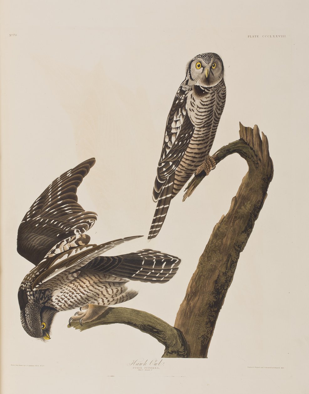 Illustration från "Birds of America" av John James Audubon