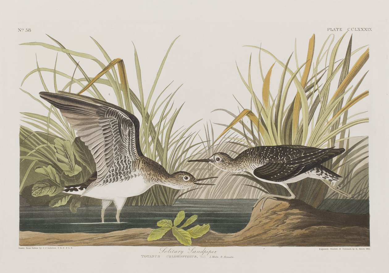 Illustration från "Birds of America" av John James Audubon
