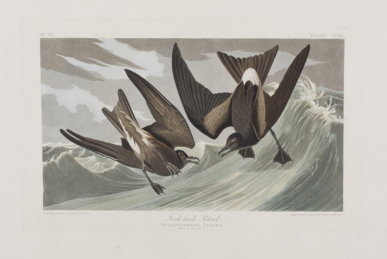 Illustration från "Birds of America" av John James Audubon