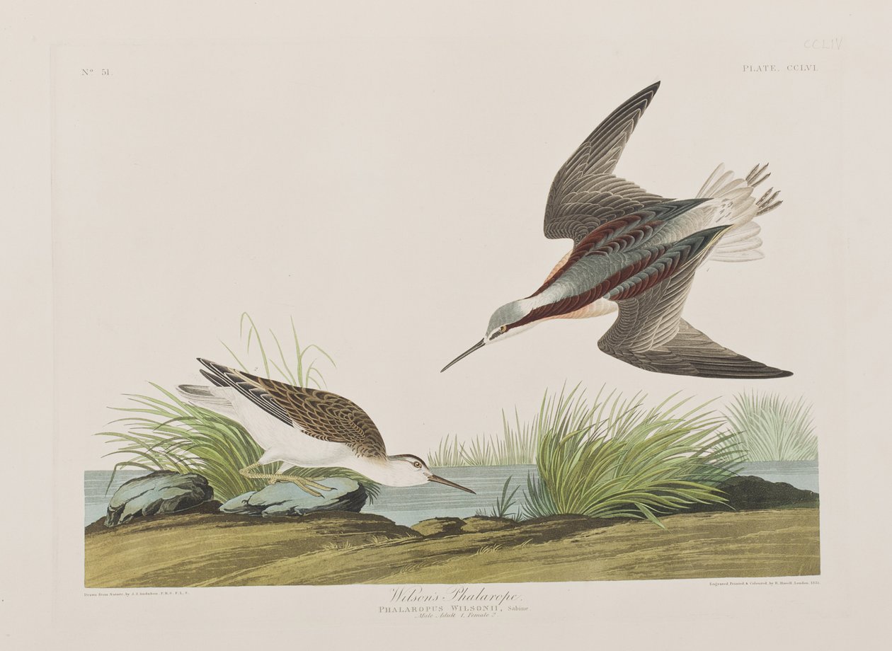 Illustration från "Birds of America" av John James Audubon