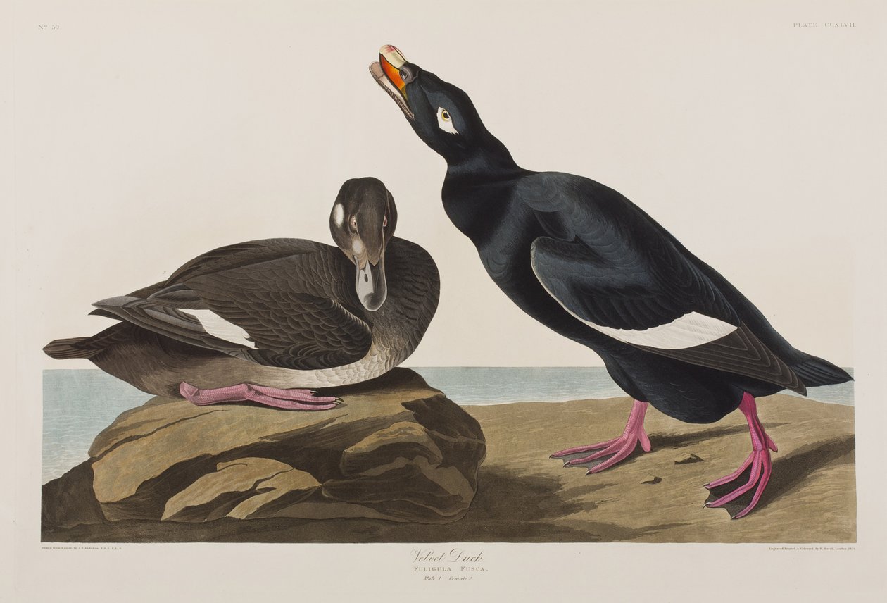 Illustration från "Birds of America" av John James Audubon