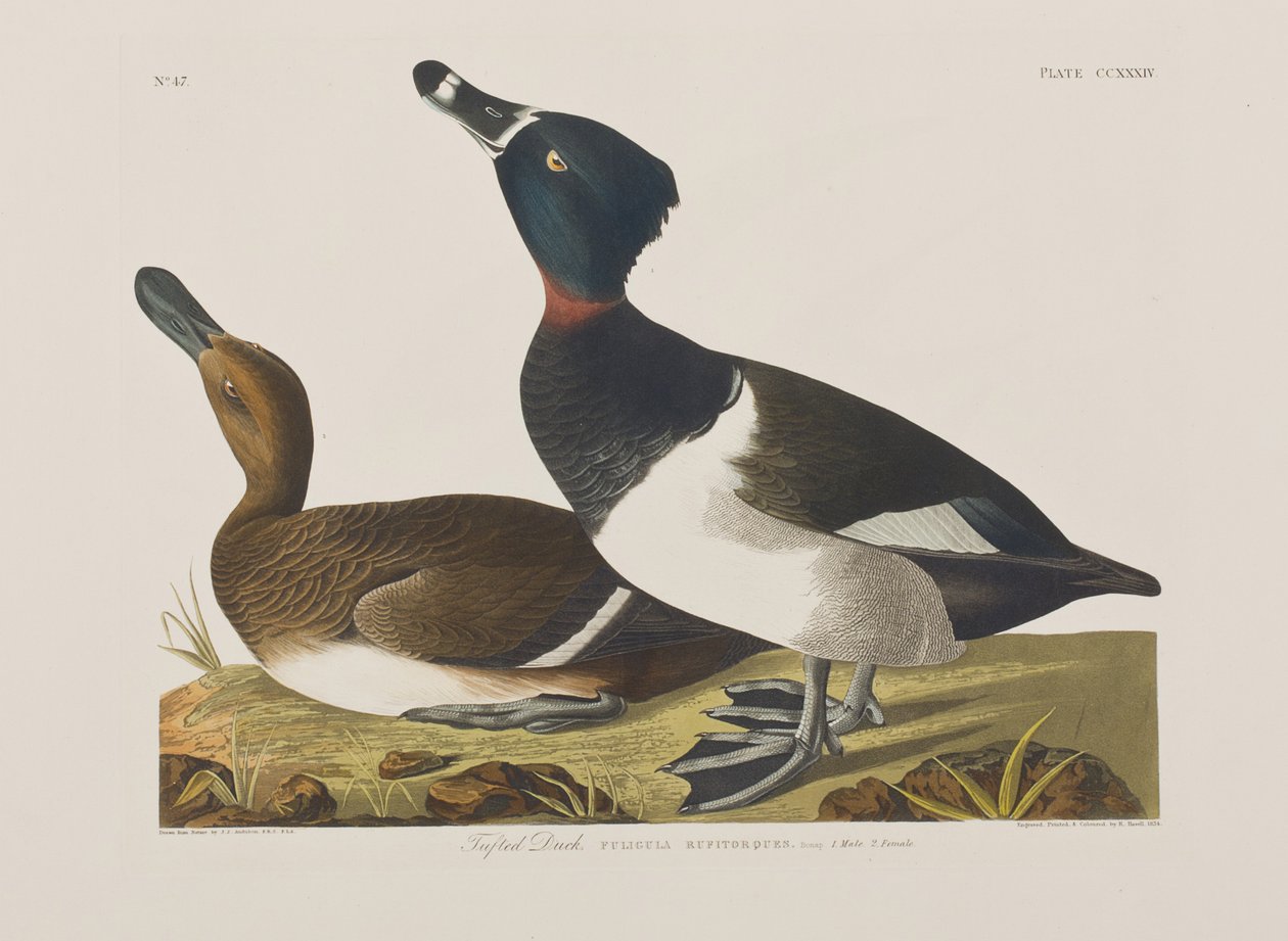 Illustration från "Birds of America" av John James Audubon