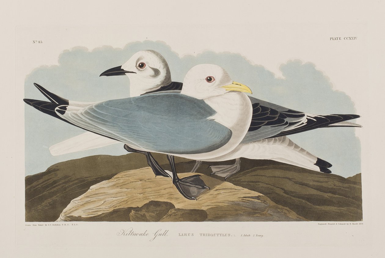 Illustration från "Birds of America" av John James Audubon