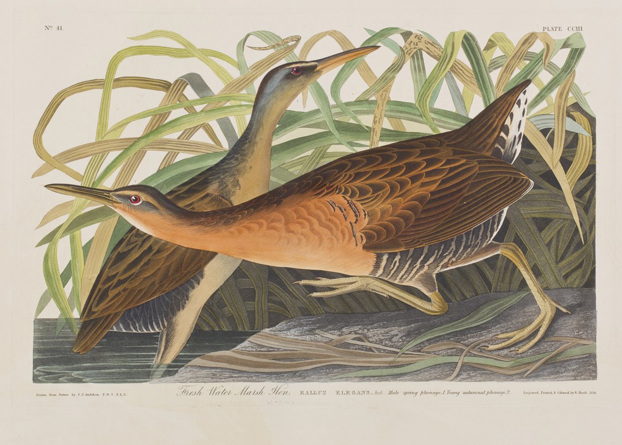 Illustration från "Birds of America" av John James Audubon
