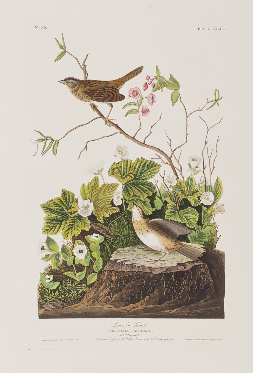 Illustration från "Birds of America" av John James Audubon