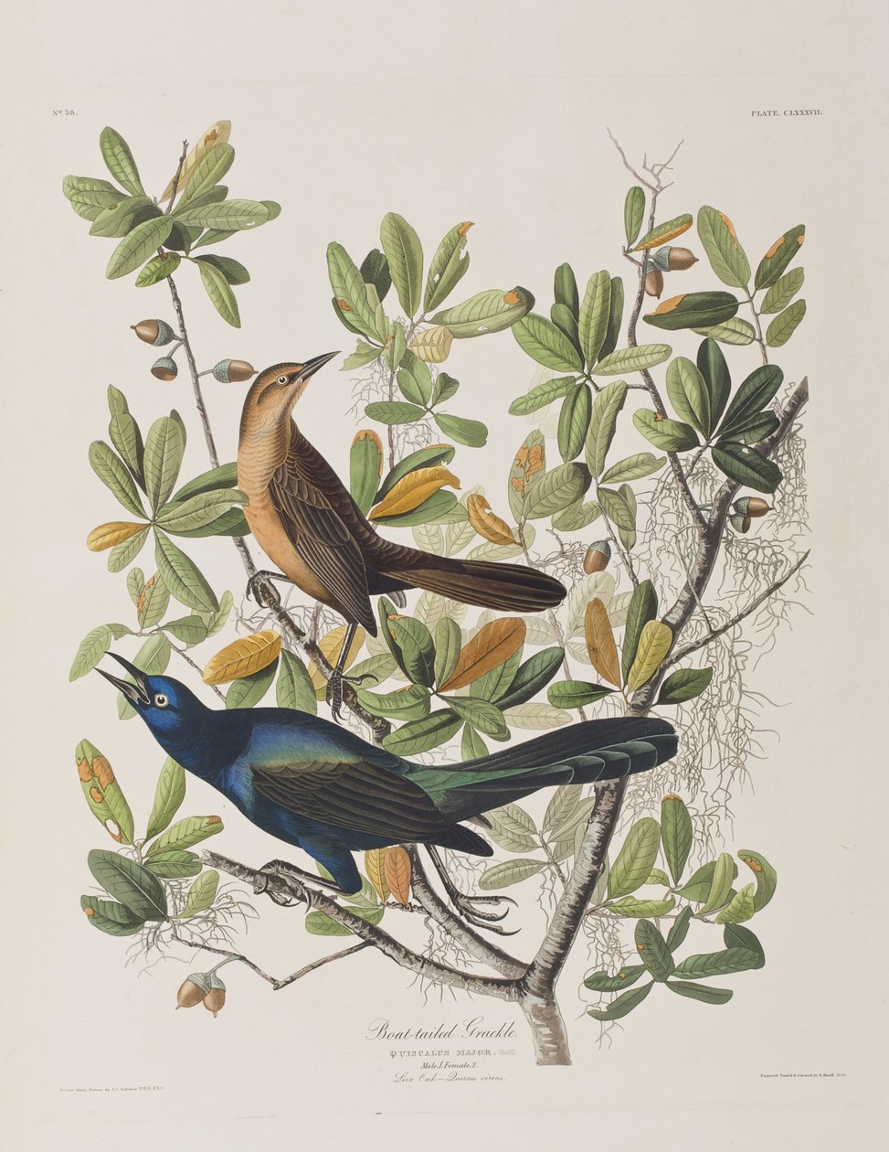 Illustration från "Birds of America" av John James Audubon