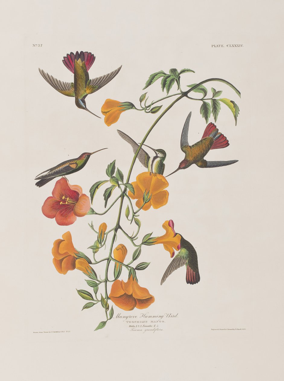 Illustration från "Birds of America" av John James Audubon