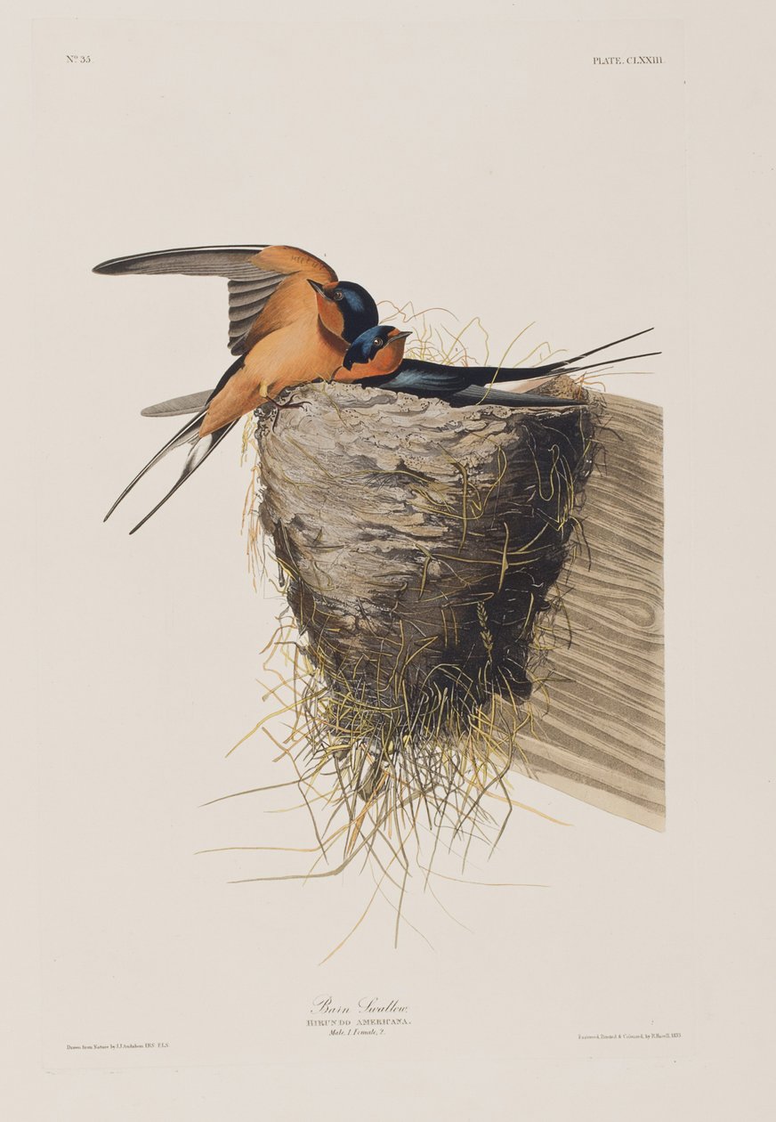 Illustration från "Birds of America" av John James Audubon