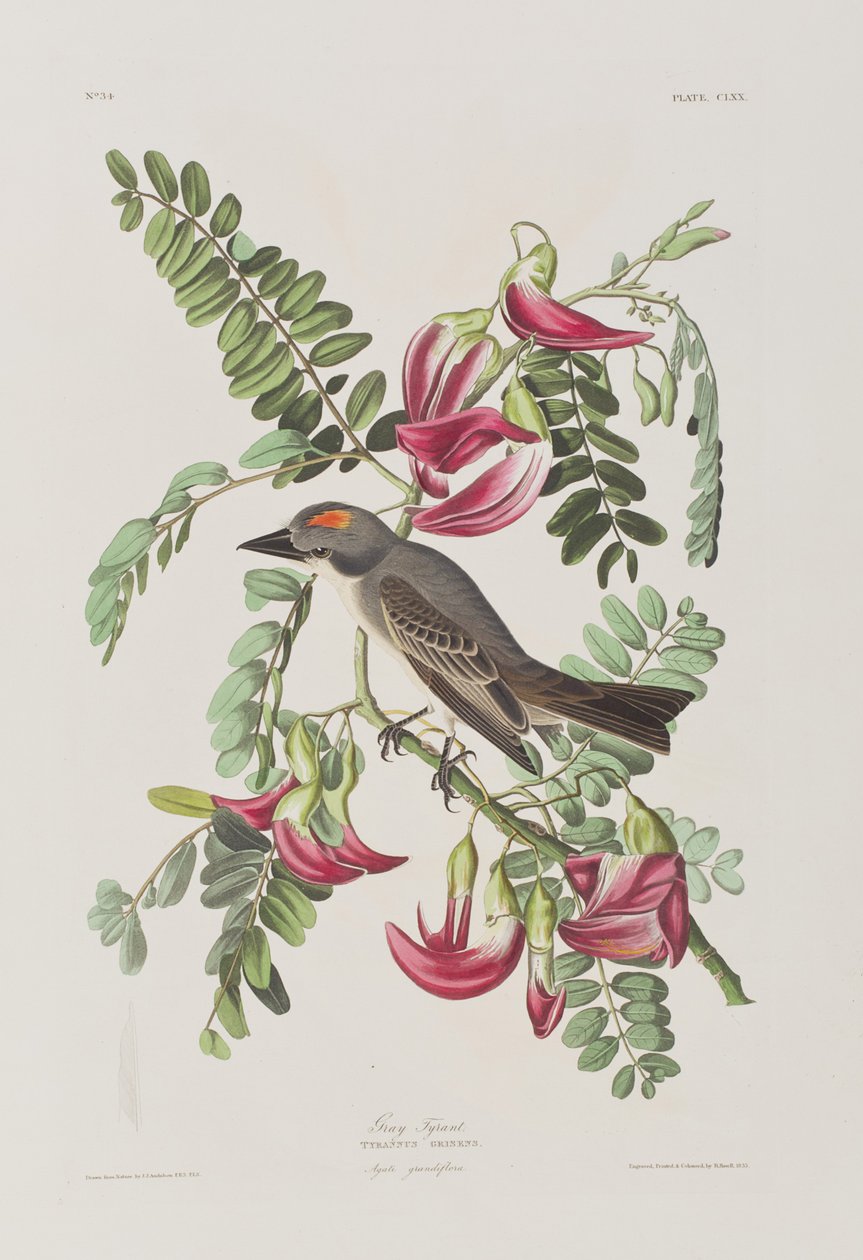 Illustration från "Birds of America" av John James Audubon