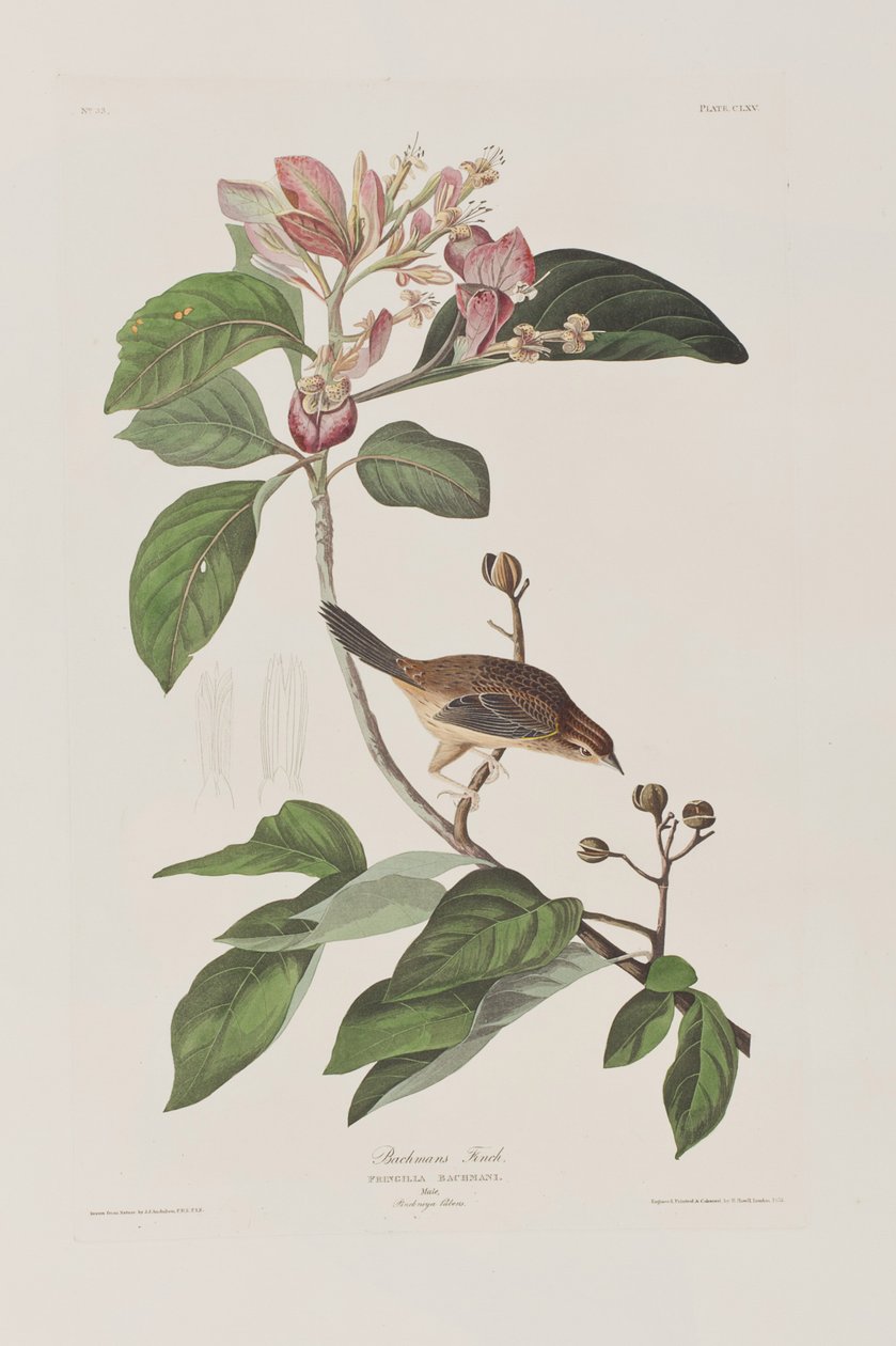 Illustration från "Birds of America" av John James Audubon