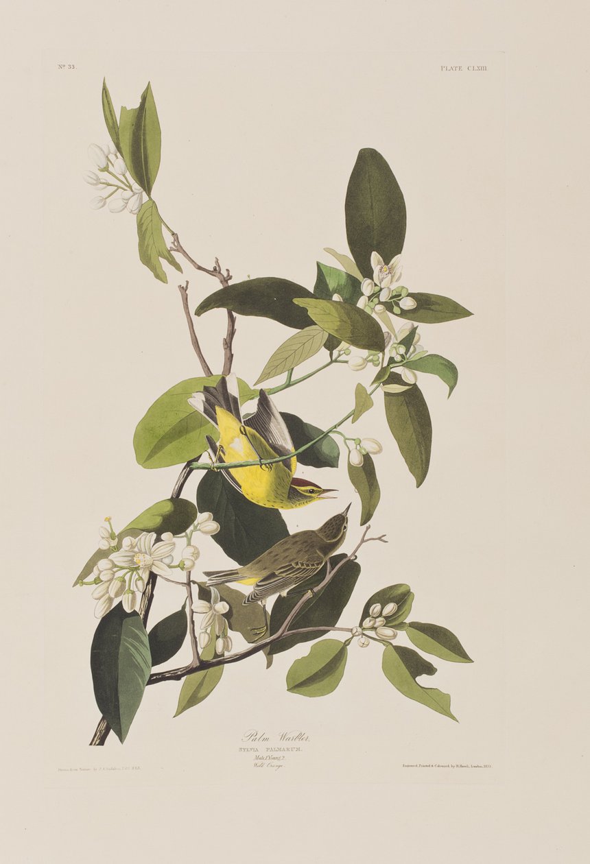 Illustration från "Birds of America" av John James Audubon