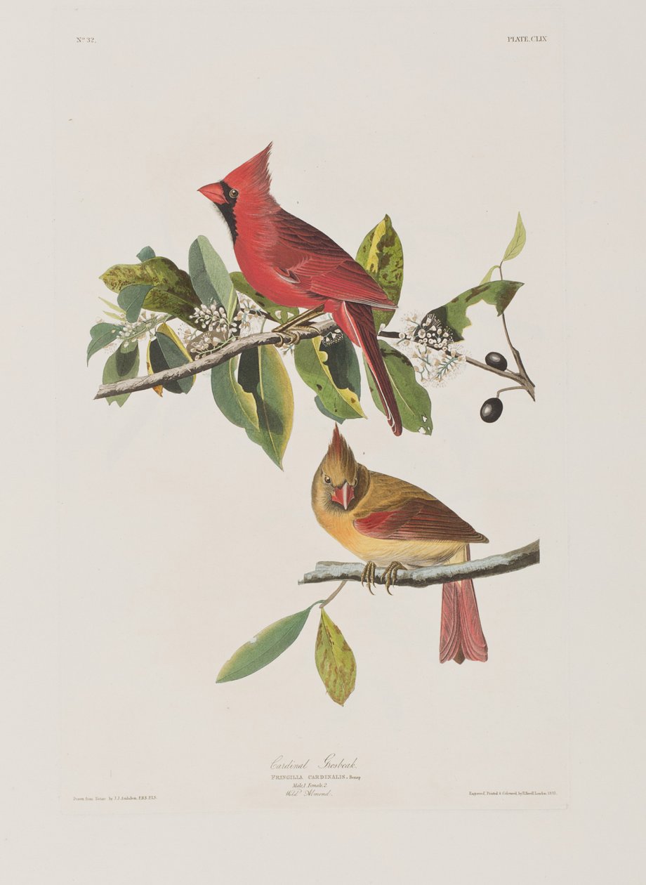 Illustration från "Birds of America" av John James Audubon