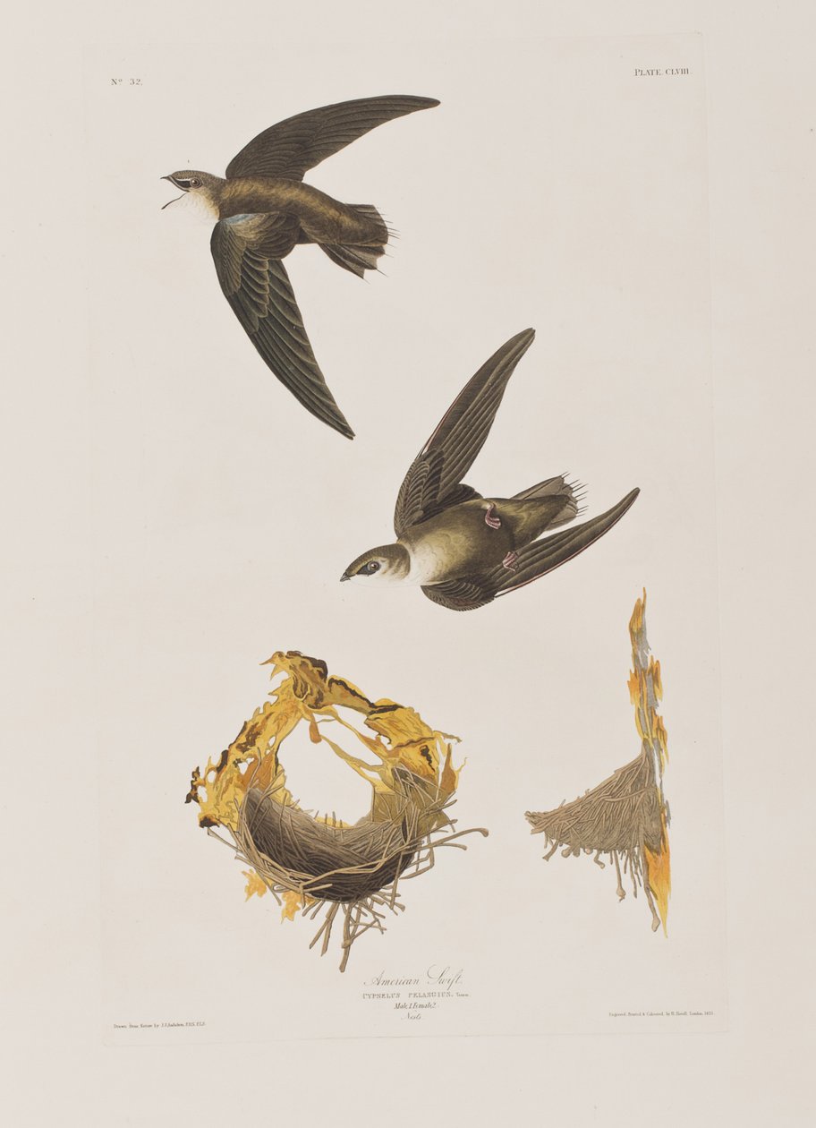 Illustration från "Birds of America" av John James Audubon