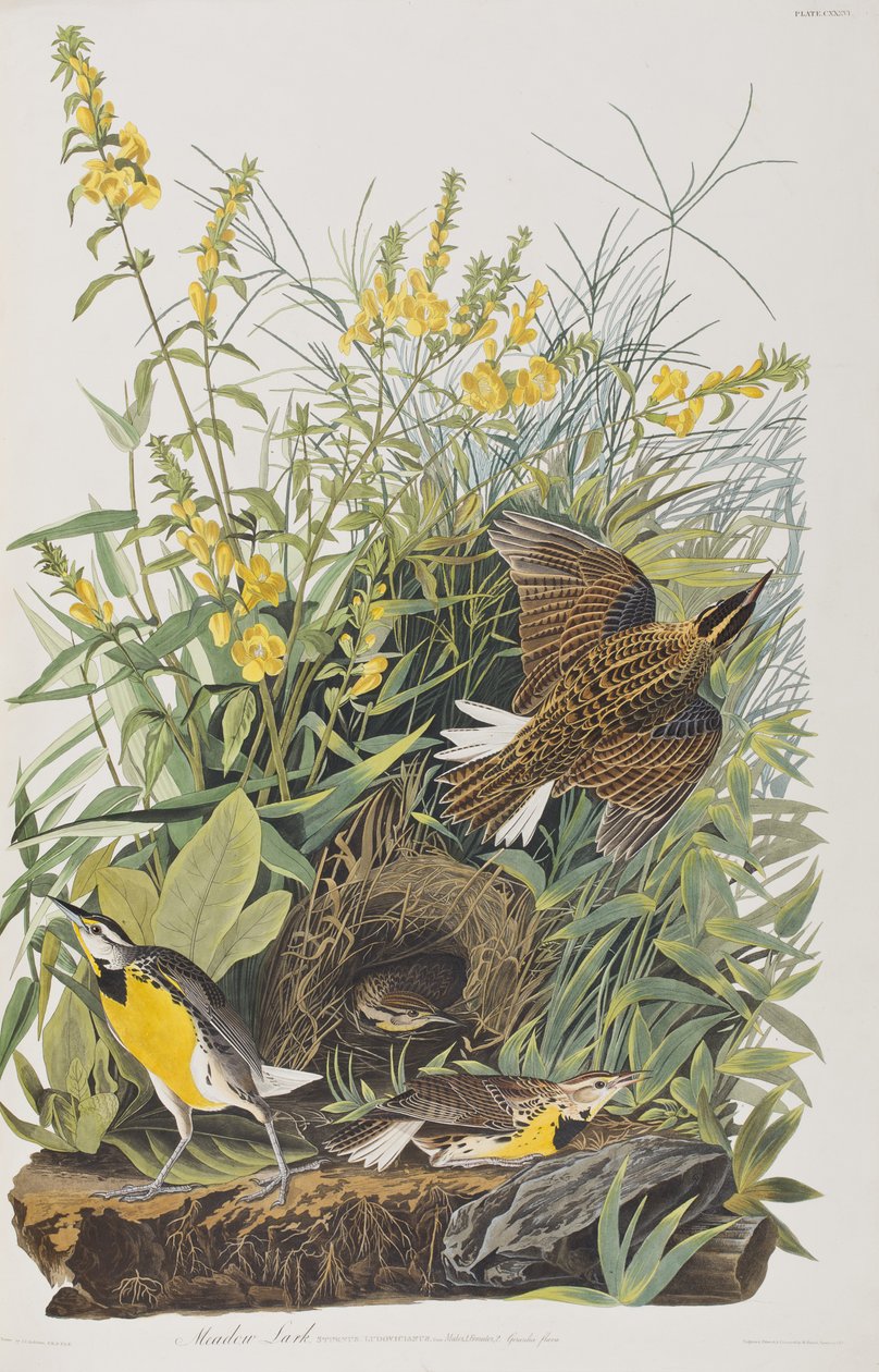 Illustration från "Birds of America" av John James Audubon