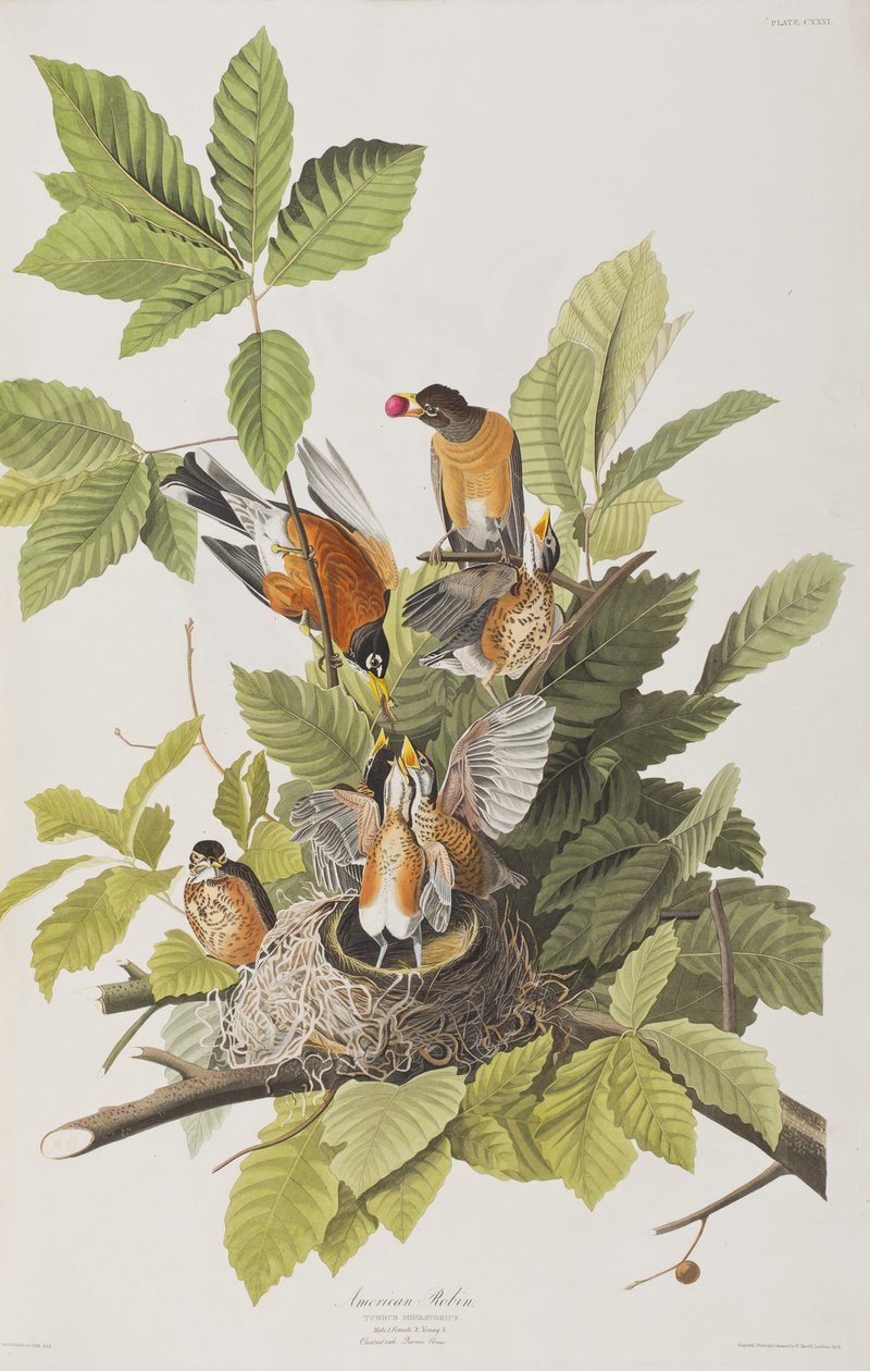 Illustration från "Birds of America" av John James Audubon