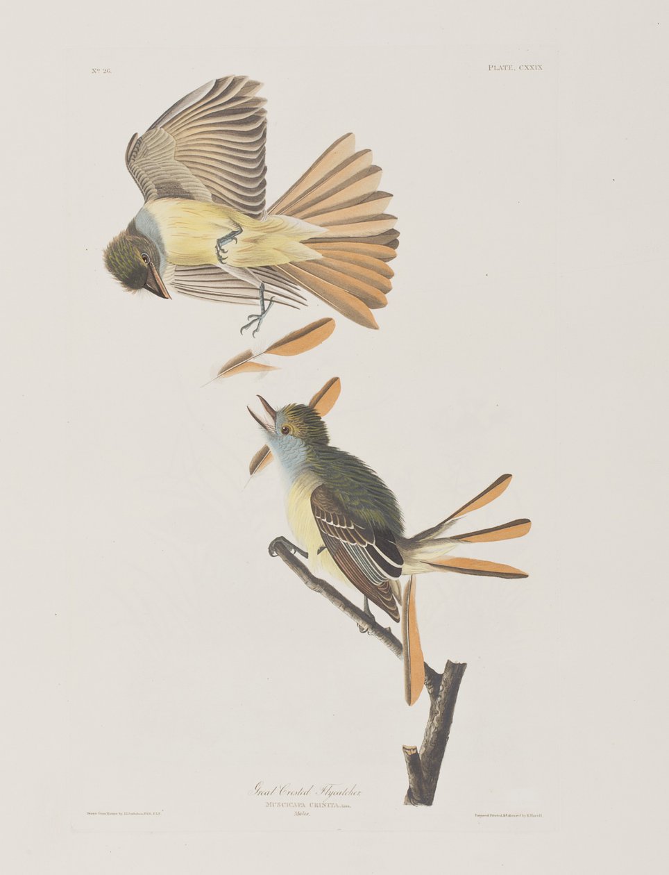 Illustration från "Birds of America" av John James Audubon