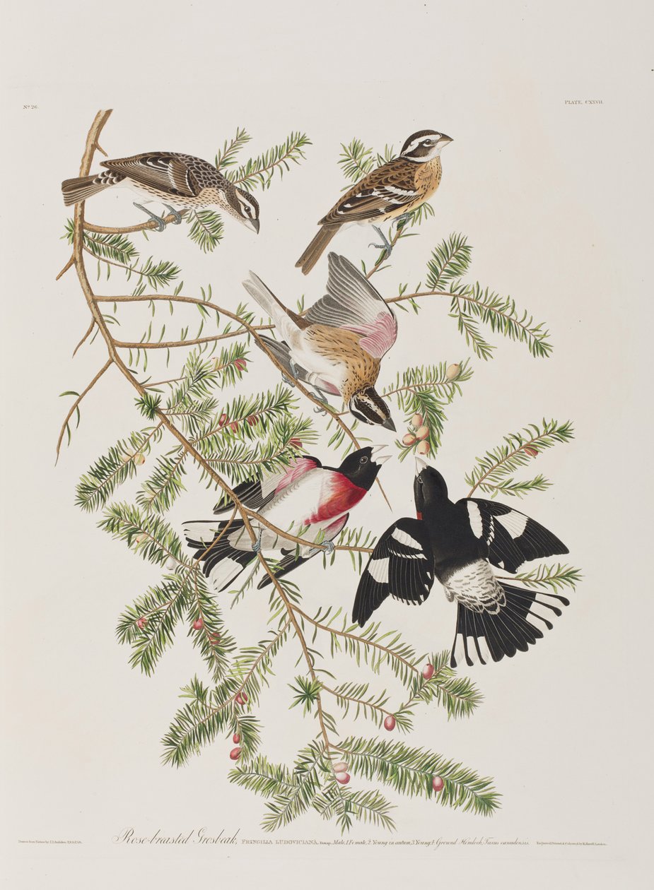 Illustration från "Birds of America" av John James Audubon