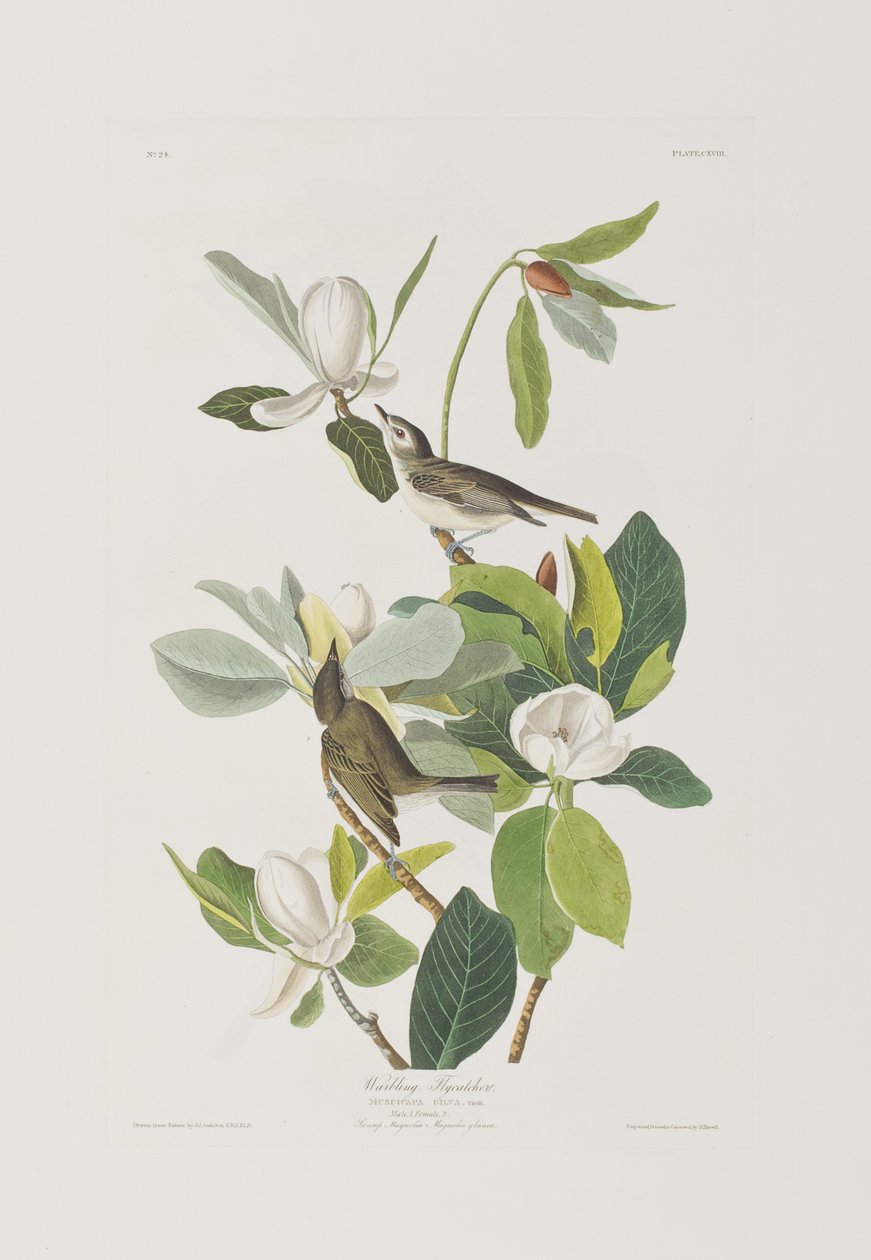 Illustration från "Birds of America" av John James Audubon