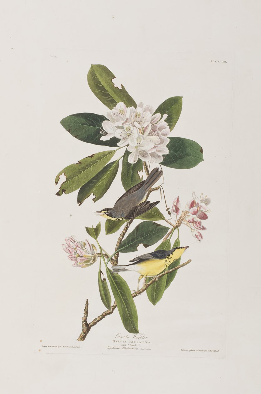 Illustration från "Birds of America" av John James Audubon