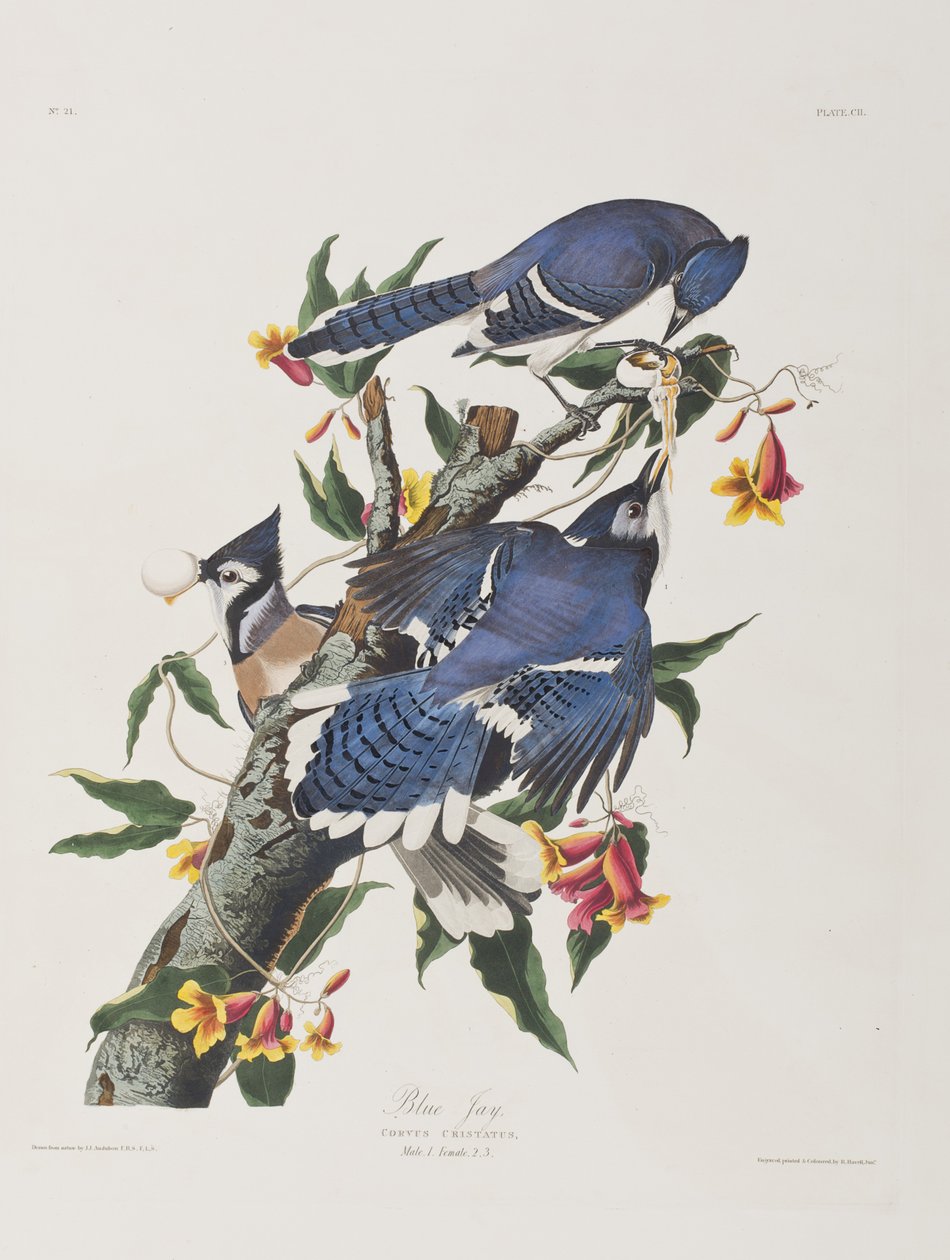 Illustration från "Birds of America" av John James Audubon