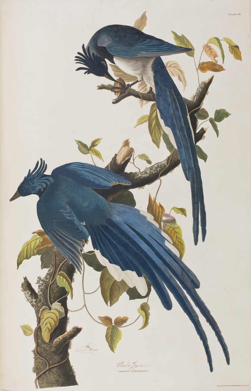 Illustration från "Birds of America" av John James Audubon