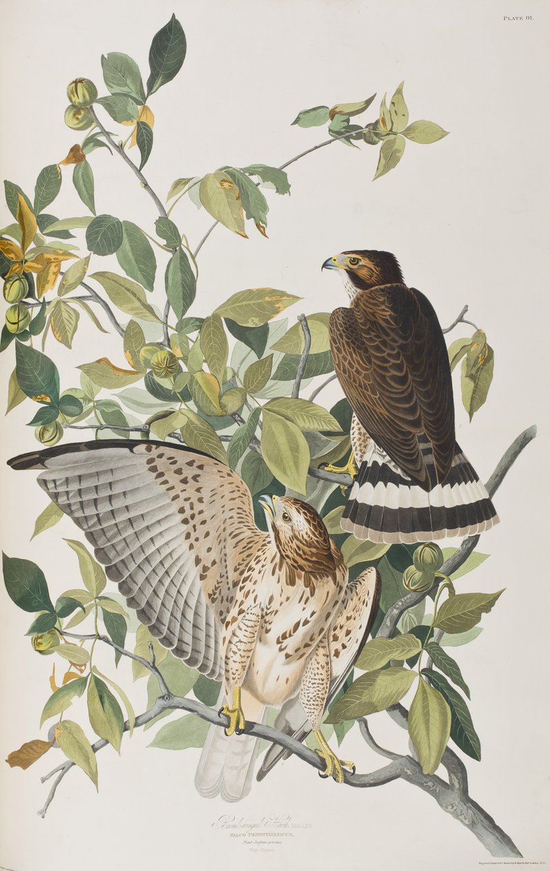 Illustration från "Birds of America" av John James Audubon