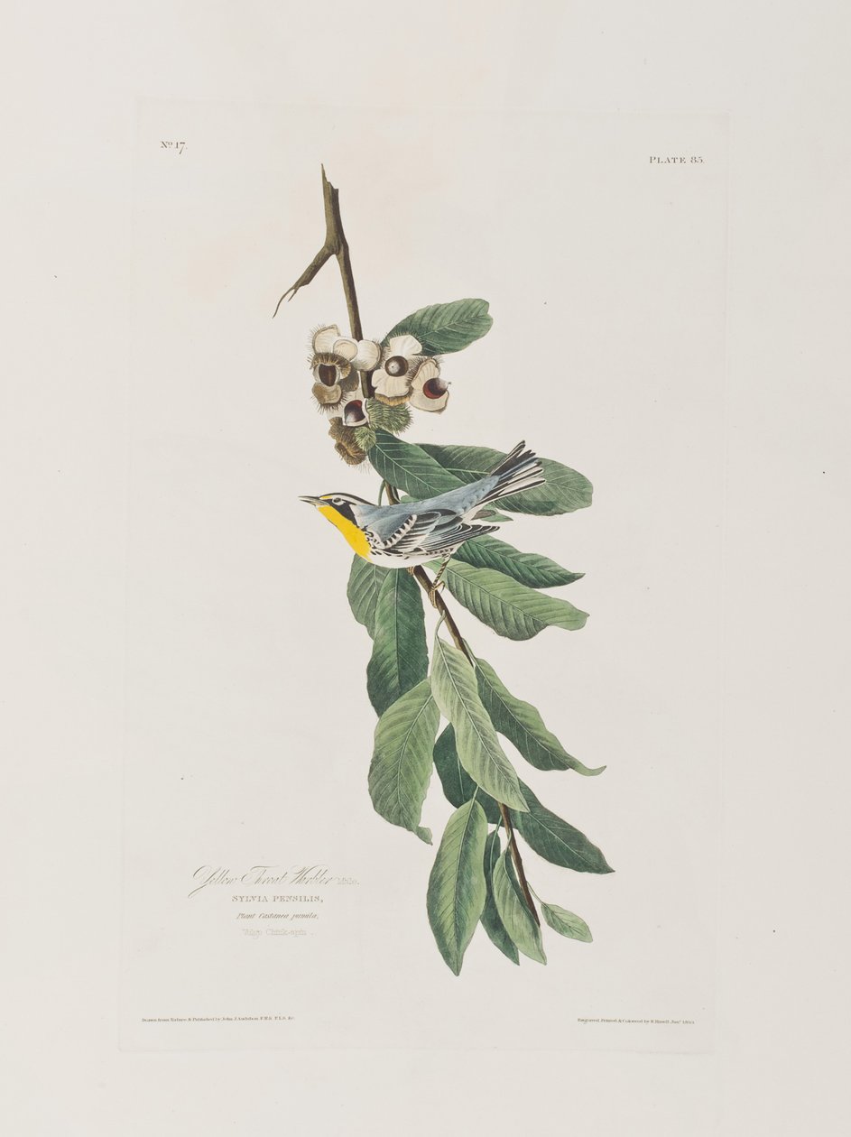Illustration från "Birds of America" av John James Audubon