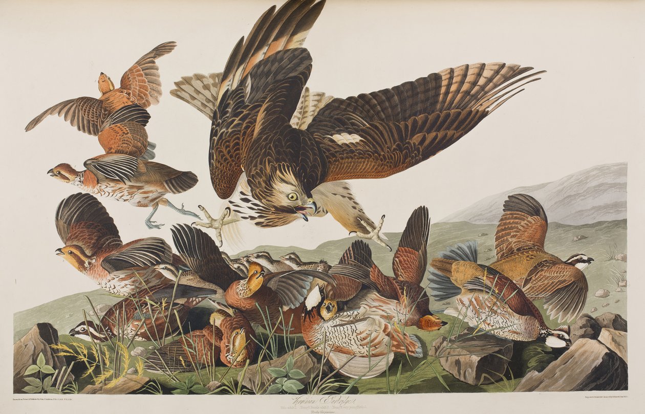 Illustration från "Birds of America" av John James Audubon