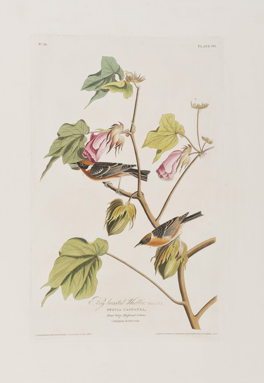 Illustration från "Birds of America" av John James Audubon