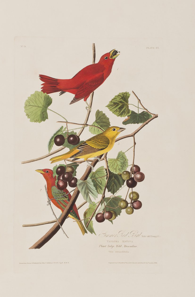 Illustration från "Birds of America" av John James Audubon