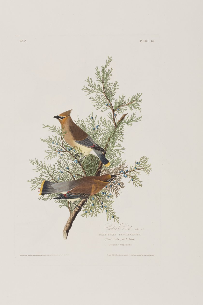 Illustration från "Birds of America" av John James Audubon