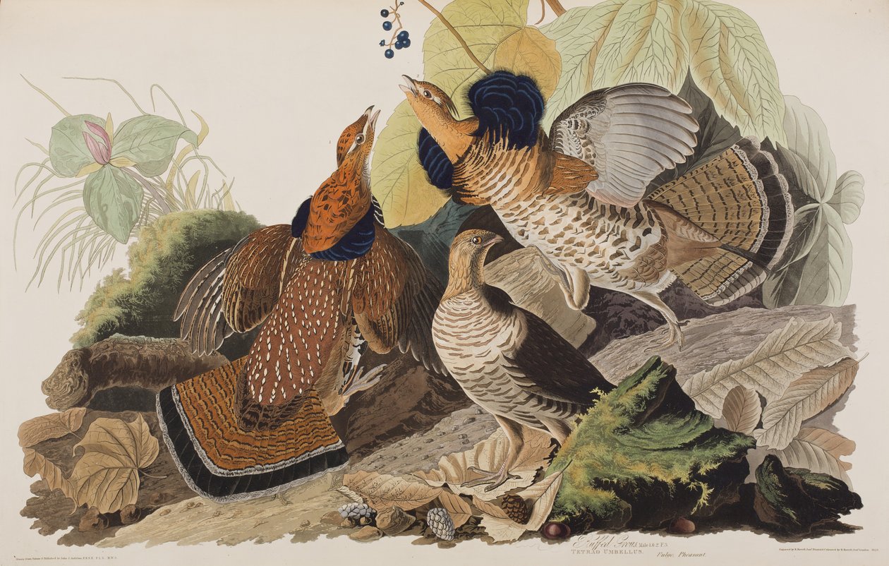 Illustration från "Birds of America" av John James Audubon