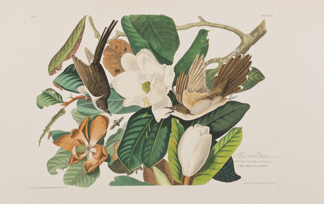 Illustration från "Birds of America" av John James Audubon