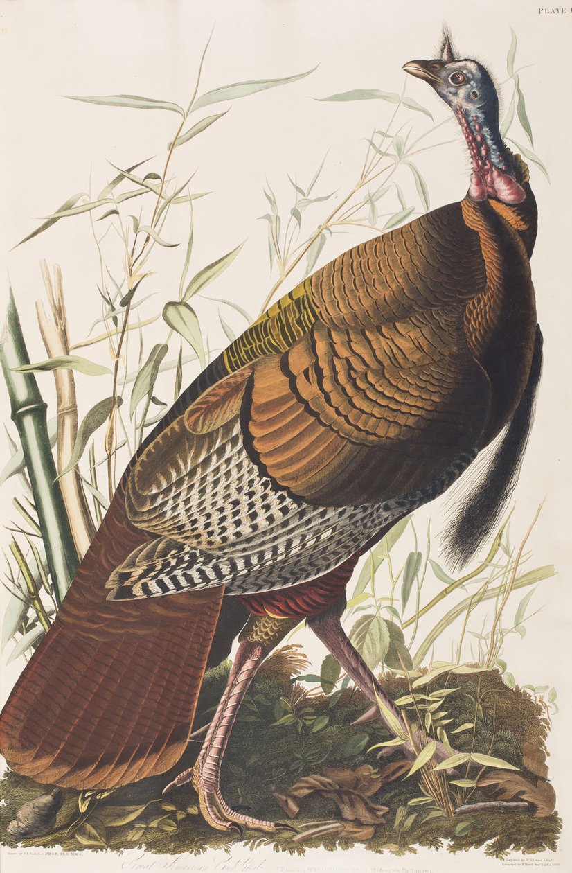 Illustration från "Birds of America" av John James Audubon