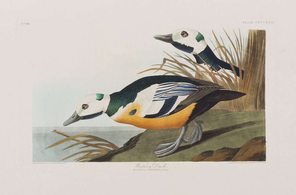 Illustration från "Birds of America" av John James Audubon