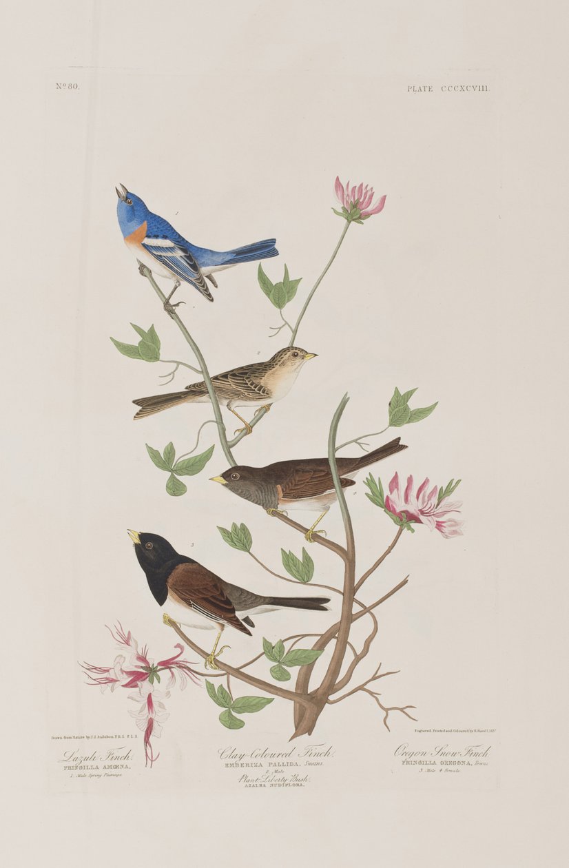 Illustration från "Birds of America" av John James Audubon