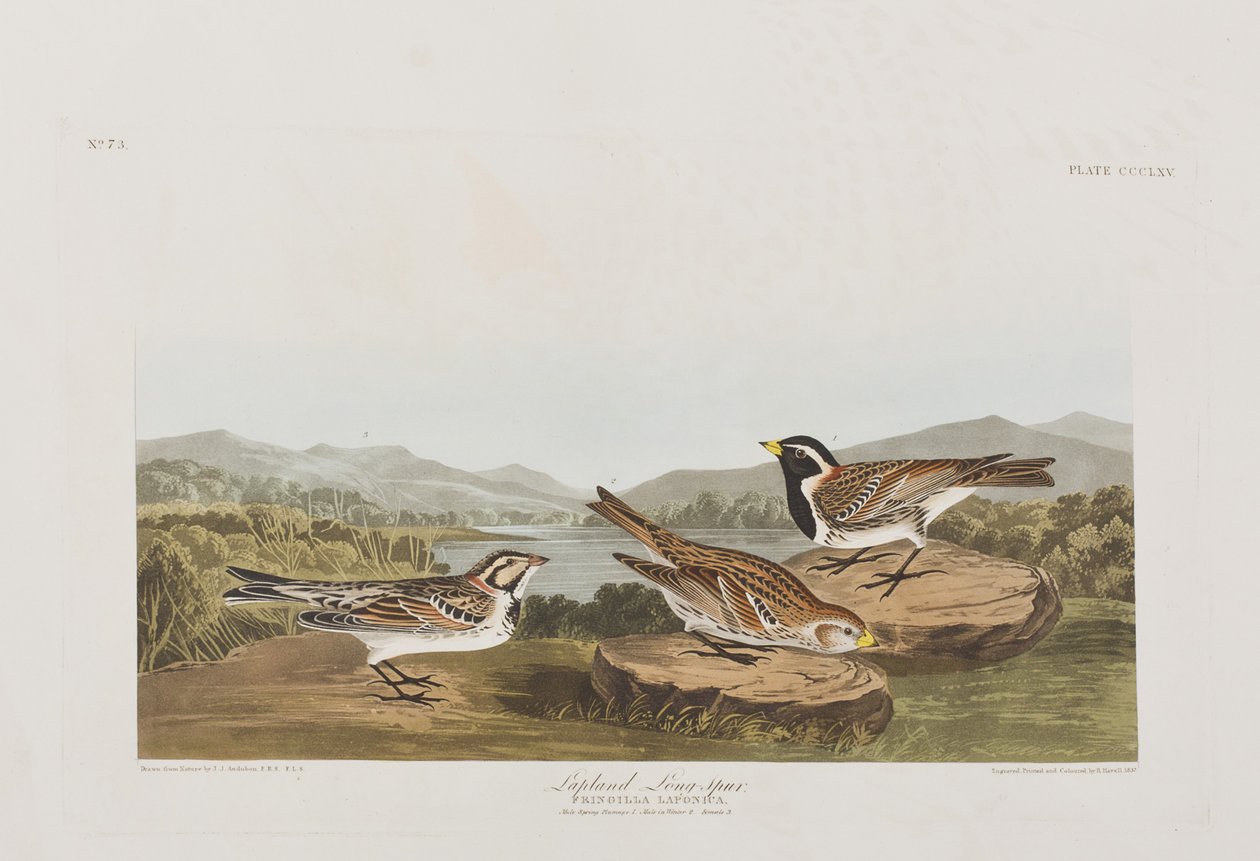 Illustration från "Birds of America" av John James Audubon