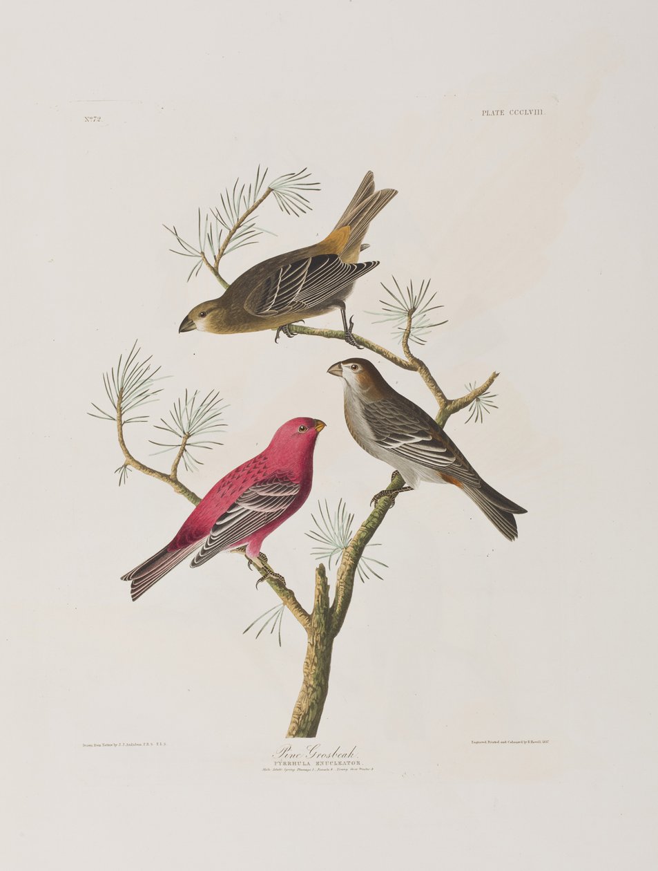 Illustration från "Birds of America" av John James Audubon