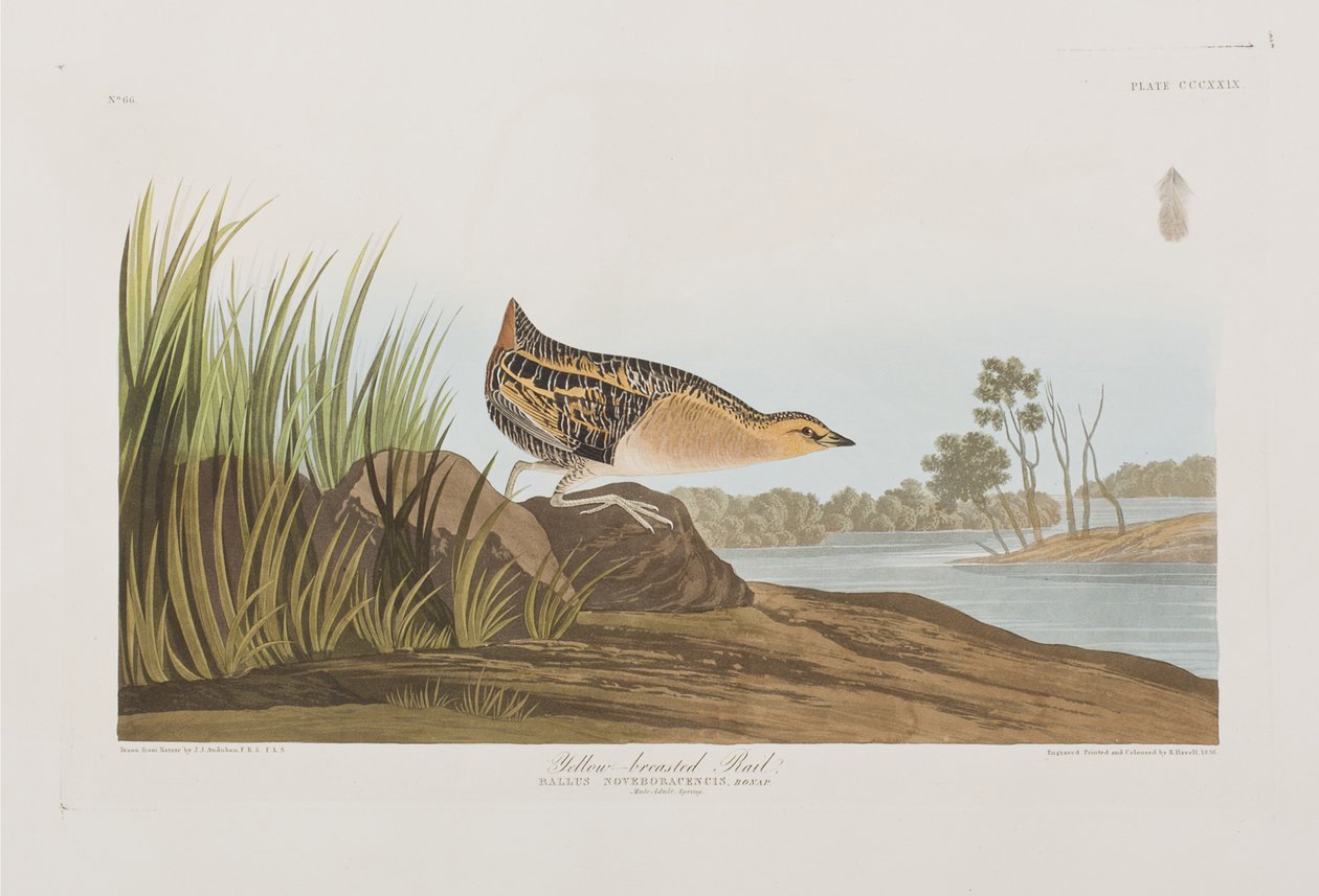 Illustration från "Birds of America" av John James Audubon