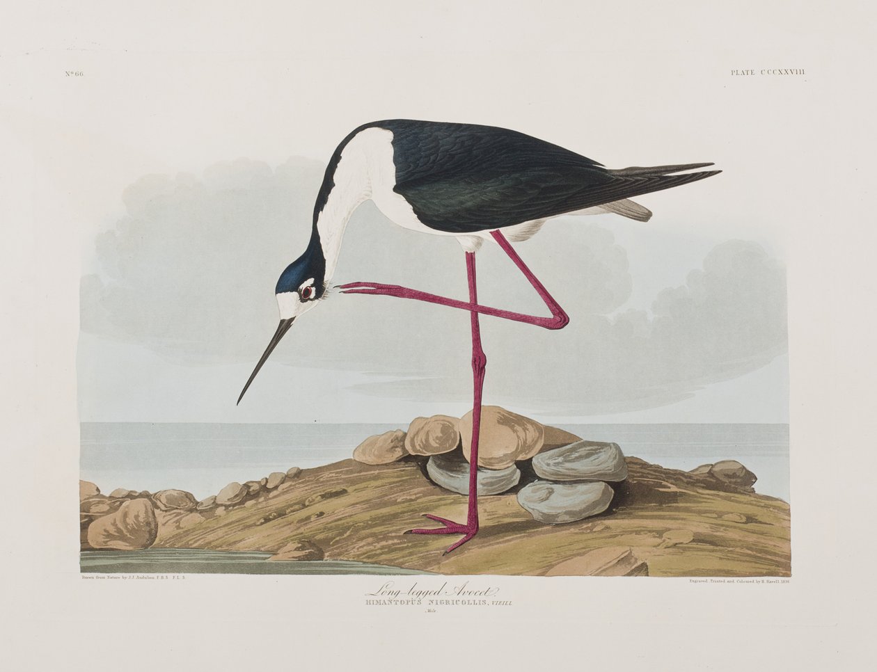 Illustration från "Birds of America" av John James Audubon
