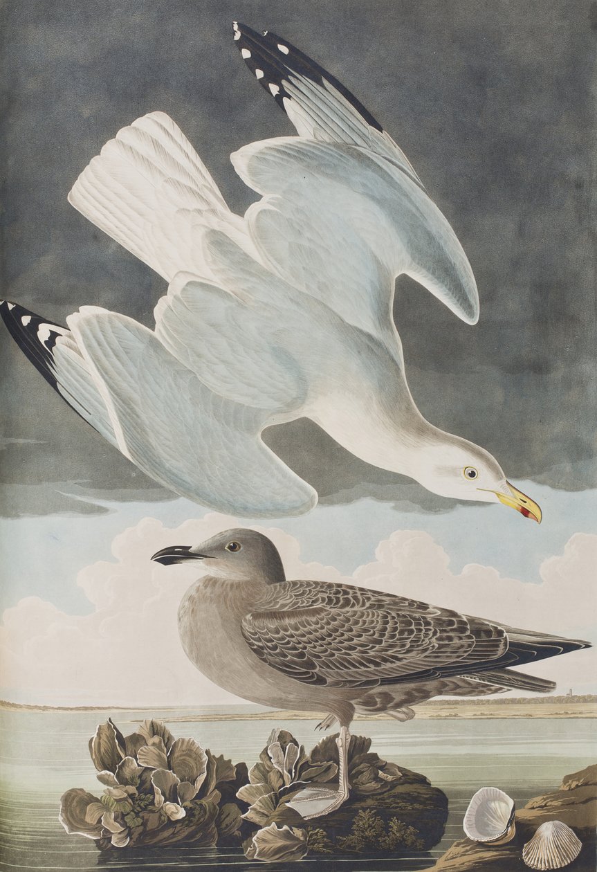 Illustration från "Birds of America" av John James Audubon